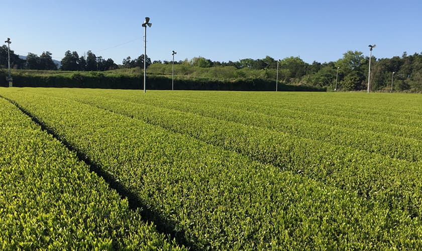 green tea production area